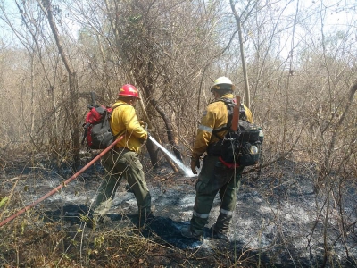 REPORTE DIARIO DE INCENDIOS FORESTALES (15/11/2020)
