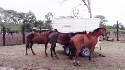 Juzgado Contravencional N&ordm; 1 ordena segundo remate de animales