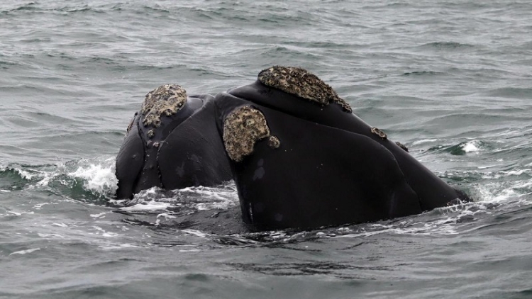 Nuevos avistamientos de ballenas en el golfo San Mat&iacute;as auguran una temporada prometedora