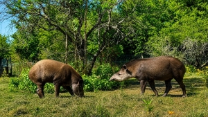 Zigar&aacute;n present&oacute; un proyecto para declarar al tapir Monumento Natural Nacional