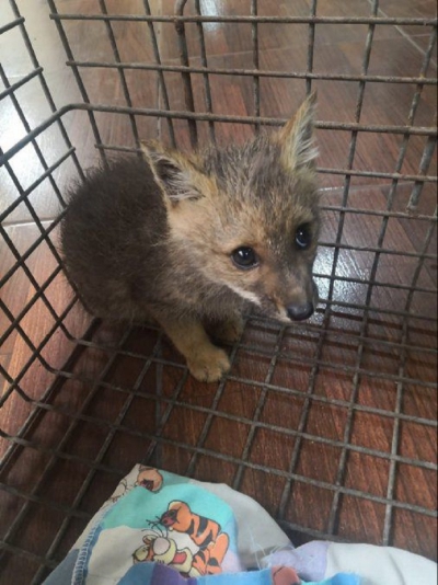 Zorro gris es rehabilitado por el Ministerio de Ambiente
