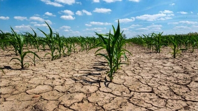 En el pa&iacute;s, hay siete millones de hect&aacute;reas afectadas por la severa sequ&iacute;a