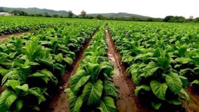 Asistencia del Gobierno de Jujuy a productores tabacaleros para enfrentar la cosecha
