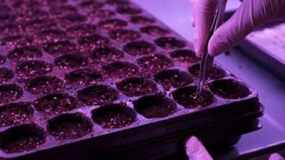 Cannabis medicinal: Jujuy avanza con un Plan de Desarrollo Gen&eacute;tico