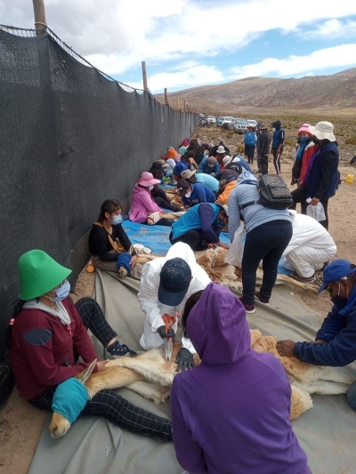 Chakus. Cosecha r&eacute;cord de fibra en las esquilas sustentables de vicu&ntilde;as