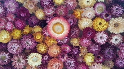 Nueva edici&oacute;n de la fiesta de la flor en Maimar&aacute;