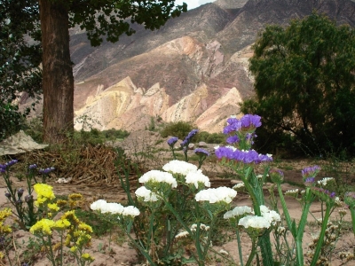 Programa de asistencia para floricultores