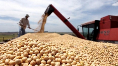 La soja lider&oacute; exportaciones en 2020 con m&aacute;s de US$14 mil millones