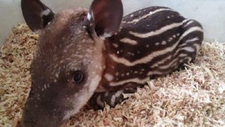 Rescataron un ejemplar de tapir en la zona de Ledesma