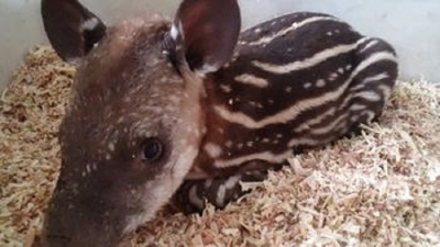 Rescataron un ejemplar de tapir en la zona de Ledesma