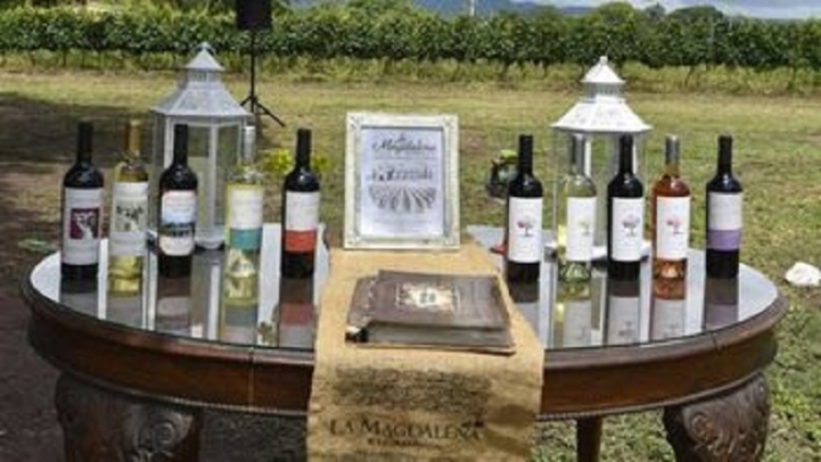 Celebraci&oacute;n de la V Vendimia en Bodega La Magdalena