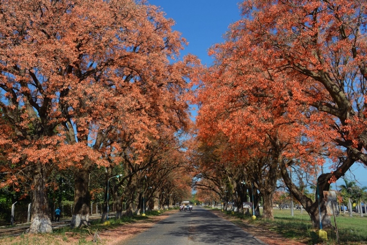 Ledesma presenta herramientas para cuidar y conocer los &aacute;rboles