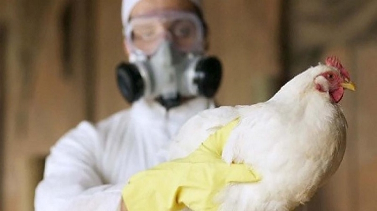 Argentina volvi&oacute; a ser pa&iacute;s libre de influenza aviar