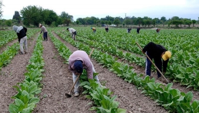 Nuevo desembolso del Fondo Especial del Tabaco