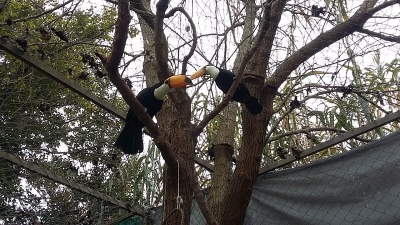 El Ministerio de Ambiente rehabilita ejemplares de Tuc&aacute;n Grande