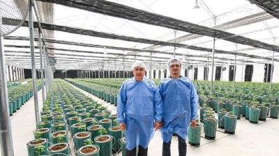 Nuevos Invernaderos para producir Cannabis Medicinal de la m&aacute;s alta calidad