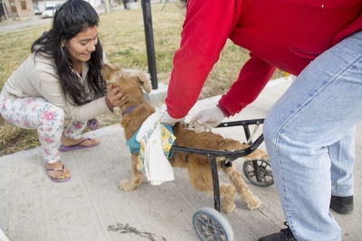 Se reactiv&oacute; la vacunaci&oacute;n antirr&aacute;bica