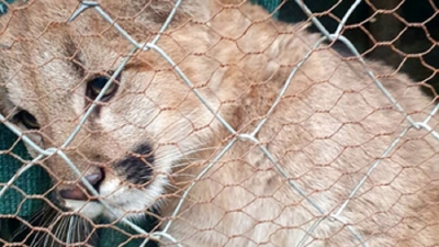 El Ministerio de Ambiente de Jujuy env&iacute;a una cr&iacute;a de puma al santuario de animales en Entre R&iacute;os
