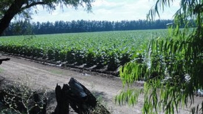 Asistencia a productores tabacaleros medianos