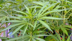 Avanza la iniciativa sobre regulaci&oacute;n del uso medicinal de cannabis