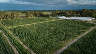 Destacan a Jujuy como polo de producci&oacute;n de Cannabis Medicinal en Argentina