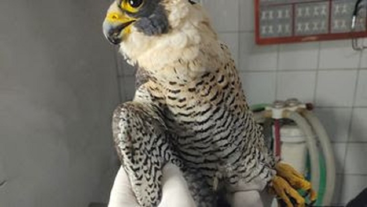 Rescate animal: dos ejemplares de fauna nativa fueron rescatados