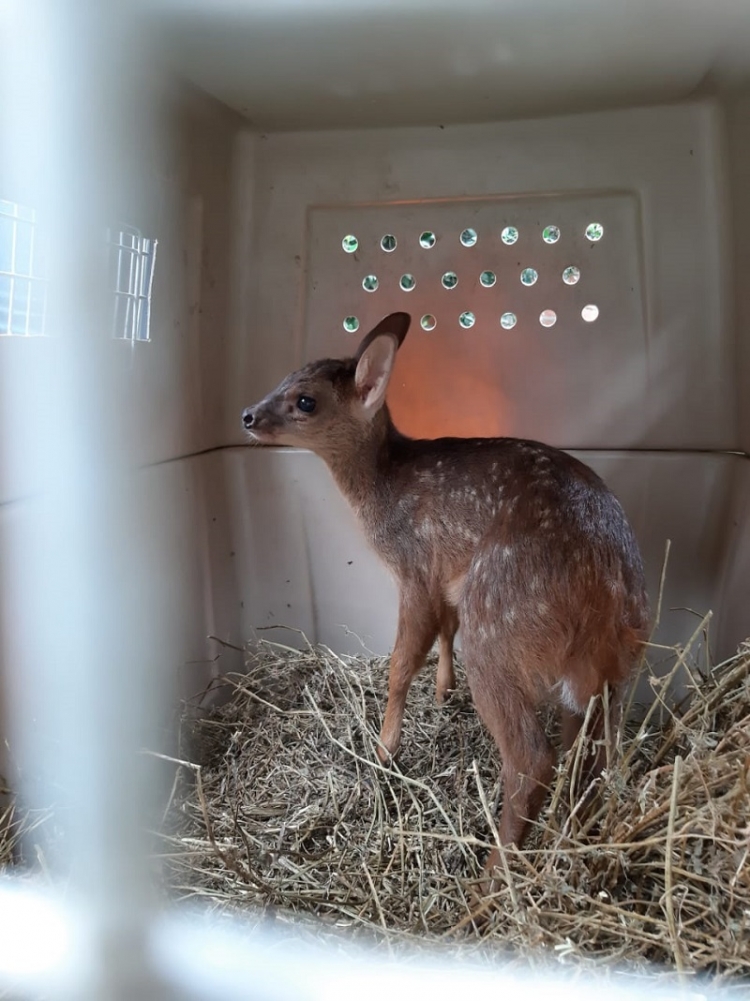 Ambiente rescata corzuela lactante