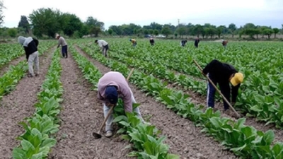 Tabaco: se transfirieron m&aacute;s de $952 millones del FET