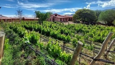 Directrices de gesti&oacute;n tur&iacute;stica en Bodegas y Vi&ntilde;edos