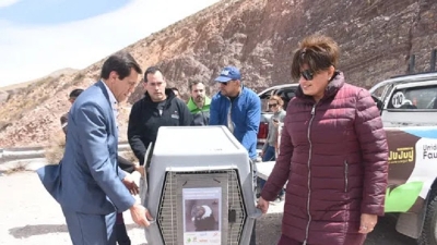 Liberaron al c&oacute;ndor Inti Raymi