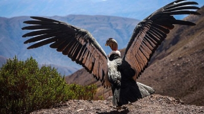 El retorno del Kuntur Kuteq a los cielos de Jujuy