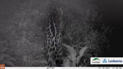 Avistan un yaguaret&eacute; en la reserva natural de Ledesma