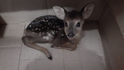 Ambiente rescata una corzuela lactante