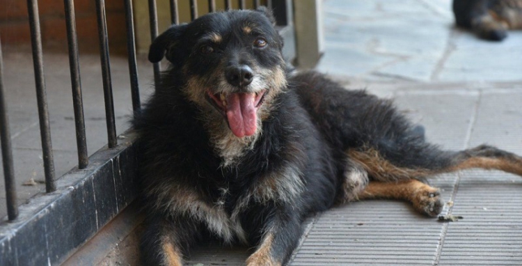 Con 10 mil dosis, inicia Vacunaci&oacute;n Antirr&aacute;bica de frontera