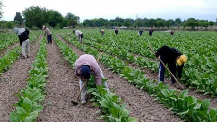 Amplio apoyo al sector tabacalero