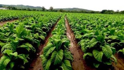 El Gobierno provincial anticipa un nuevo beneficio para productores tabacaleros
