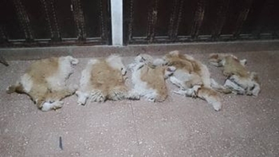 Caza furtiva de vicu&ntilde;as: hay tres personas detenidas