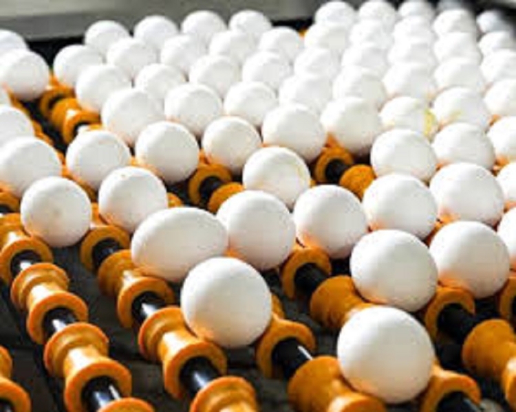 Argentina impulsa exportaciones de cerdo y huevos: marcaron r&eacute;cord en el primer cuatrimestre
