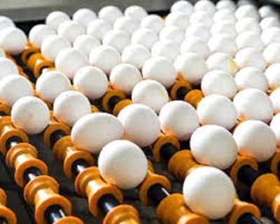 Argentina impulsa exportaciones de cerdo y huevos: marcaron r&eacute;cord en el primer cuatrimestre
