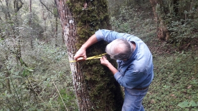 Ambiente ejecuta acciones legales por extracci&oacute;n ilegal de arboles en Villa Monte