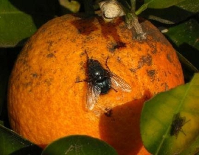Mosca de los frutos: buscan controlar la plaga