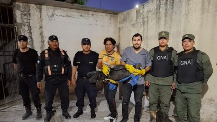 Ambiente env&iacute;a un ejemplar de c&oacute;ndor andino a Bs. As., para garantizar su recuperaci&oacute;n