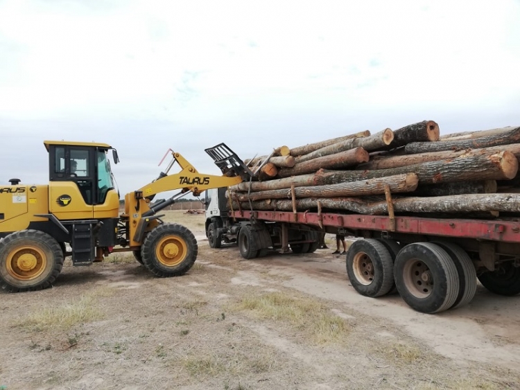 Decomiso de madera en caimancito