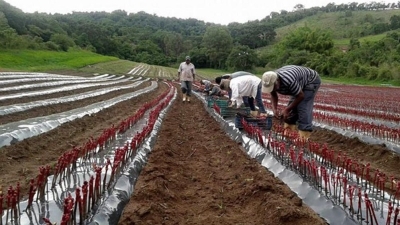 Medidas fiscales y crediticias para que las econom&iacute;as cordilleranas puedan afrontar las heladas