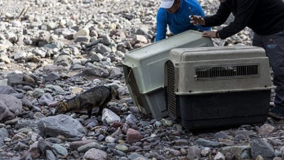 5 ejemplares de fauna silvestre regresaron a su h&aacute;bitat natural
