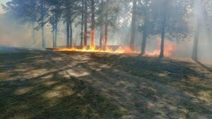 D&iacute;a Mundial de la Prevenci&oacute;n de Incendios Forestales: prevenir es responsabilidad de todos
