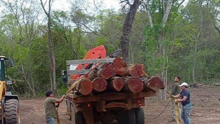 Control forestal: intervienen en extracci&oacute;n no autorizada