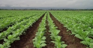 Nueva asistencia para acompa&ntilde;ar a los productores tabacaleros en el inicio de la campa&ntilde;a 2026/2027