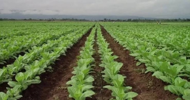 Nueva asistencia para acompa&ntilde;ar a los productores tabacaleros en el inicio de la campa&ntilde;a 2026/2027