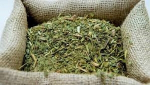 La cosecha de yerba mate cay&oacute; m&aacute;s del 30% en el primer trimestre del a&ntilde;o